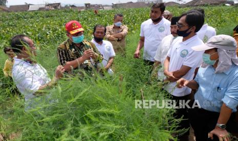 Direktur Jenderal Hortikultura Kementerian Pertanian, Prihasto Setyanto (kedua kiri) berdialog dengan sejumlah petani saat meninjau pertanian Asparagus (Asparagus officinalis) di persawahan desa Mangunsari, Ngadirejo, Temanggung, Jawa Tengah, Selasa (11/8/2020). Kementerian pertanian melalui Ditjen Hortikultura mendukung pengembangan tanaman Asparagus di wilayah Temanggung karena memiliki nilai ekonomi tinggi dan pangsa pasar luas yang mampu meningkatkan kesejahteraan petani. 