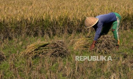 Petani memanen padi di lahan persawahan, Kebumen, Jawa Tengah.