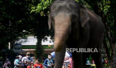 Sejumlah wisatawan menyaksikan Gajah sumatra (Elephas maximus sumatranus) di Taman Margasatwa Ragunan, Jakarta, Jumat (14/5). Pemprov DKI Jakarta pada libur Lebaran 2021 membuka sejumlah tempat wisata, salah satunya Taman Margasatwa Ragunan yang diperuntukan khusus bagi warga ber-KTP DKI Jakarta dan membatasi jumlah wisatawan dengan kapasitas 30 persen. Prayogi/Republika