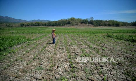 Warga bertani pada tanah waduk yang mengering di Waduk Tandon, Wonogiri, Jawa Tengah, Jumat (11/8/2023). Warga sekitar waduk memanfaatkan penyusutan air waduk untuk memancing dan menjaring ikan. Selain itu, warga juga memanfaatkan untuk menanam palawija di tanah waduk. BMKG memprediksi puncak kemarau kering tahun ini akan terjadi pada Agustus hingga September karena dampak El Nino.