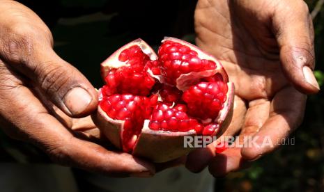 Petani menunjukkan buah delima hasil kebunnya di Kampung Merak, Situbondo, Jawa Timur, Senin (24/10/2022). Meskipun hasil panen buah delima tersebut laku di pasaran dengan harga cukup tinggi sekitar Rp 25 ribu perkilogram namun petani di daerah itu mengaku kesulitan dalam menangani serangan hama dan perawatan, karena minimnya pengetahuan bertani buah tersebut. 