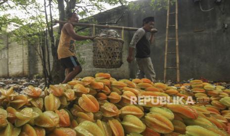 Panen Belimbing. Warung Buncit dulunya adalah salah satu sentral kebun buah belimbing. Foto: Republika.