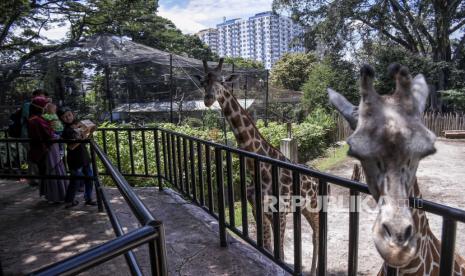 Pengunjung memberi makan satwa jerapah di Bandung Zoological Garden, Jalan Tamansari, Kota Bandung, Ahad (27/12). Pihak pengelola menyatakan, jumlah kunjungan Bandung Zoological Garden pada liburan Natal dan Tahun Baru 2021 mengalami penurunan sebesar 90 persen dibandingkan dengan liburan Natal dan Tahun Baru pada tahun lalu. Foto: Abdan Syakura/Republika