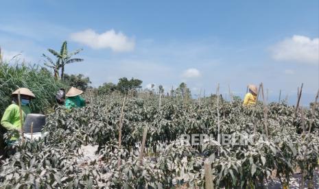 Dampak erupsi gunung Merapi (ilustrasi). Hujan abu vulkanis akibat erupsi gunung Merapi, Sabtu 11 Maret 2023 lalu, berdampak terhadap ribuan hektare lahan pertanian warga di wilayah Kabupaten Magelang dan Kabupaten Boyolali.