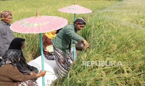 Padi merupakan bahan pangan yang harus tersedia di banyak daerah.