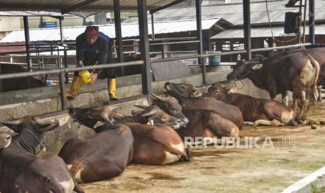 Peternak menyemprotkan cairan disinfektan di kandang sapi miliknya di Pekayon, Bekasi, Jawa Barat Kamis (15/6/2022). Peternak berupaya mengatasi dampak wabah Penyakit Mulut Dan Kuku (PMK) dengan mengupayakan tindakan preventif secara mandiri yakni melakukan penyemprotan disinfektan pada kandang dan menyuntikkan suplemen pada sapi. 