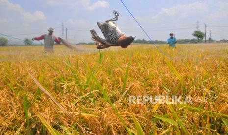 Petani melepas jaring hama burung di tanaman padi siap panen di Desa Hadipolo, Kudus, Jawa Tengah, Ahad (12/11/2023). Pemerintah menyerap gabah petani seharga Rp 6.500 per kg.