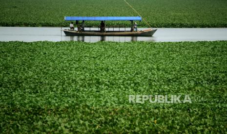 Warga menggunakan jasa perahu penyeberangan saat menyeberangi sungai yang dipenuhi tanaman eceng gondok. Sebuah penelitian kolaborasi dilakukan oleh lima Perguruan Tinggi Muhammadiyah (PTM). Para dosen tersebut kini berupaya melaksanakan penelitian ekstraksi eceng gondok dan kulit jeruk untuk bahan baku obat. (ilustrasi).