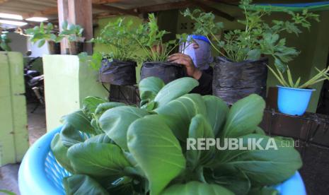 Seorang warga memanen tanaman seledri dan pakcoy di halaman rumah, (ilustrasi),  Ribuan ibu rumah tangga di wilayah Jakarta Barat mengikuti program Kelas Berkebun.