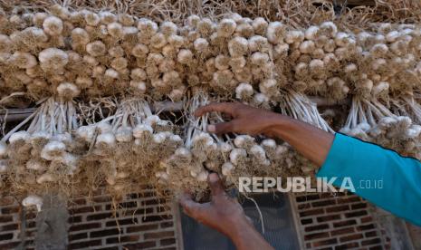 Warga menjemur bawang putih lokal varietas Lumbu Kuning di kawasan lereng gunung Sumbing Desa Legoksari, Kementan akan terus berupaya memenuhi kebutuhan pangan dengan produksi sendiri di dalam negeri. Ilustrasi. Temanggung, Jawa Tengah. 