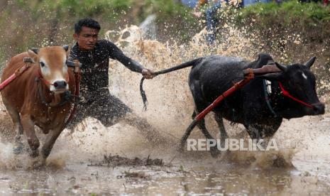 Seorang joki Indonesia bertanding dalam salah satu babak perlombaan pacuan sapi tradisional Pacu Jawi di sawah berlumpur yang belum ditanami di Pariangan, Tanah Datar, Provinsi Sumatra Barat, Indonesia, 22 Oktober 2022 (ilustrasi). Pemerintah Kabupaten Tanah Datar, Sumatra Barat, menargetkan jumlah kunjungan wisatawan mencapai dua juta orang pada 2023.