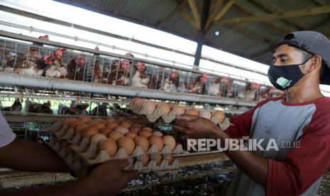  Seorang pekerja mengumpulkan telur dari kandang ayam di sebuah peternakan ayam di Blang Bintang, Aceh Besar, 11 Januari 2022. Menurut Badan Pusat Statistik (BPS) negara itu indeks harga konsumen naik menjadi 1,87 persen tahun-ke-tahun pada bulan Desember 2021. Sementara itu, Bank Indonesia (BI) memproyeksikan pertumbuhan ekonomi nasional pada 2022 pada kisaran 4,7 hingga 5,5 persen naik dari 3,2 hingga 4,0 persen pada 2021.