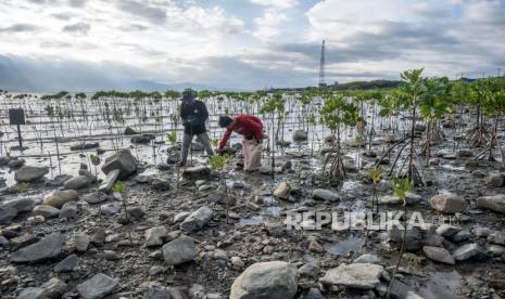 Sejumlah relawan lingkungan menanam pohon mangrove di Pantai Dupa, Palu, Sulawesi Tengah, Sabtu (30/3/2024). Aksi penanaman 800 pohon mangrove yang dimotori komunitas Mangrover