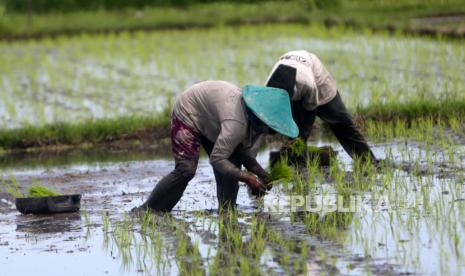  Seorang petani menggarap sawahnya di Kerawang, Indonesia, 28 Desember 2020. 