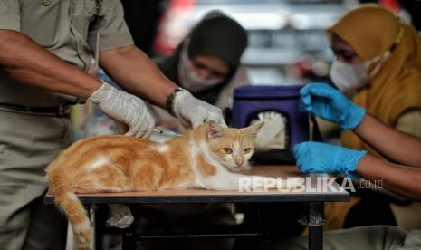 Vaksinator menyuntikan vaksin rabies kepada hewan peliharaan warga (ilustrasi)