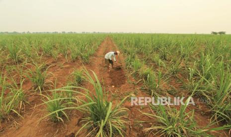 Petani menggarap lahan tebu desa Kerticala, Kecamatan Tukdana, Indramayu, Jawa Barat, Senin (23/11). Pupuk Kujang terus berupaya meningkatkan kesejahteraan petani, termasuk petani tebu.