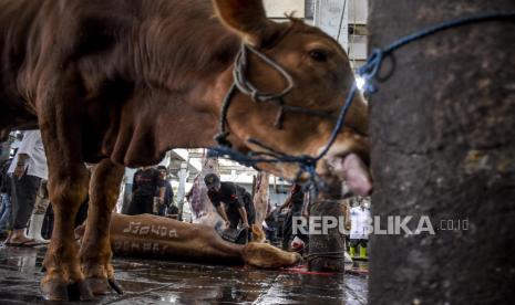 Petugas menyembelih sapi kurban di Rumah Potong Hewan (RPH) Ciroyom, Jalan Arjuna, Kota Bandung, Ahad (10/7/2022). Kementerian Agama mengeluarkan surat edaran tentang imbauan bagi umat Islam untuk melakukan penyembelihan hewan kurban Idul Adha 1443 H melalui RPH setempat sebagai upaya mencegah penyebaran penyakit mulut dan kuku (PMK). Per hari ini, Ahad (10/7/2022), RPH Ciroyom menyembelih hewan kurban sapi sebanyak 93 ekor sapi.