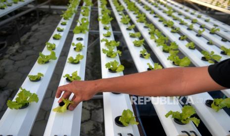 Studi menyatakan jejak karbon urban farming enam kali lebih besar dari pertanian biasa. (ilustrasi)