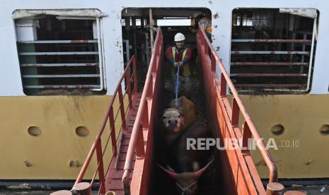 Petugas memindahkan sapi asal Nusa Tenggara Timur (NTT) dari Kapal Camara Nusantara ke truk di Pelabuhan Tanjung Priok, Jakarta, Jumat (10/6/2022). Balai Karantina Pertanian Kelas I Kupang melaporkan, hingga awal Januari 2023 Provinsi Nusa Tenggara Timur (NTT) masih bebas dari Penyakit Mulut dan Kuku (PMK).