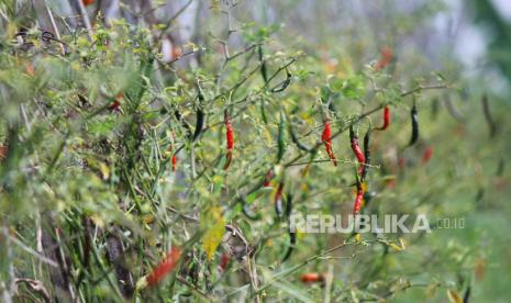 Kondisi tanaman pertanian tomat dan cabai mulai meranggas akibat kekuarangan air di daerah Mekarwangi, Kecamatan Lembang, Kabupaten Bandung Barat, Rabu (14/6/2023). Badan Meteorologi Klimatologi dan Geofisika (BMKG) mengimbau kepada masyarakat supaya tetap waspada adanya bencana hidrometeorologi pada musim kemarau ini. BMKG memprediksi Indonesia akan mengalami El Nino pada 2023 yanag menyebabkan potensi musim kemarau bersifat lebih kering dari normalnya dan periode kemarau lebih lama.