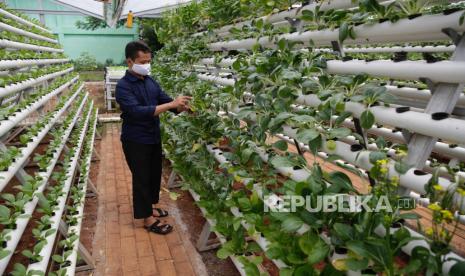  Seorang pria memeriksa tanaman hidroponik 