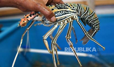 Seorang pekerja menunjukan lobster pesanan pembeli. ilustrasi