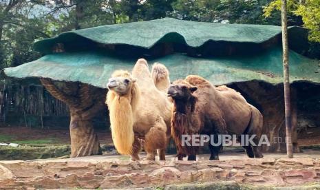 Sejumlah satwa yang ada di area Safari Journey di Taman Safari Indonesia (TSI) Cisarua, Kabupaten Bogor, Jumat (7/7/2023). Hingga saat ini, total ada 8.700 satwa yang ditampung seluruh TSI di Indonesia.