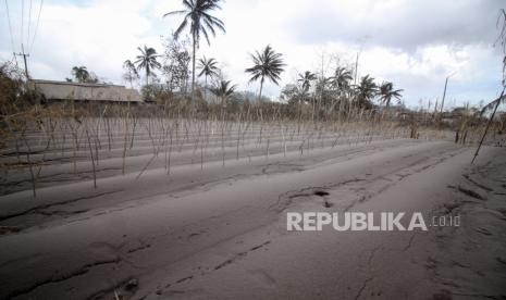 Foto suasana lahan pertanian yang terdampak guguran awan panas Gunung Semeru di Desa Curah Kobokan, Candipuro, Lumajang, Jawa Timur Senin (6/12/2021). Desa yang berada sekitar 15 km dari Lereng Semeru tersebut menjadi desa paling parah yang terkena dampak letusan Gunung Semeru dan sebagian besar rumah di lokasi tersebut runtuh. 