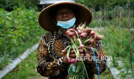 Warga menunjukan bawang merah hasil panen saat panen perdana bawang merah dari biji varietas lokananta di Jurugan, Bangunkerto, Turi, Sleman, D.I Yogyakarta, Rabu (29/9/2021). Pemerintah mengklaim, hilirisasi sektor pertanian terutama untuk mendongkrat nilai ekspor mulai membuahkan hasil. 