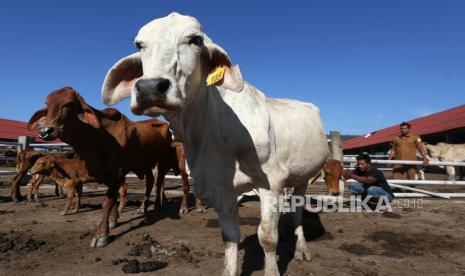 Holding Pangan atau ID Food menunda rencana importasi sapi dari Australia menyusul adanya wabah LSD pada sapi hidup asal Australia. 