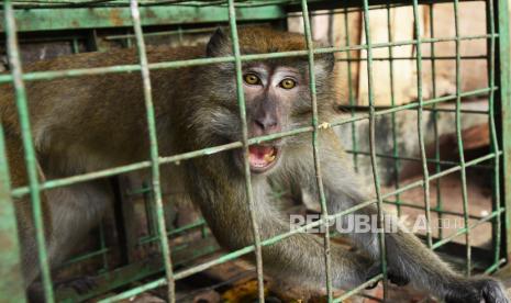 Seekor kera ekor panjang (Macaca fascicularis) diamankan petugas