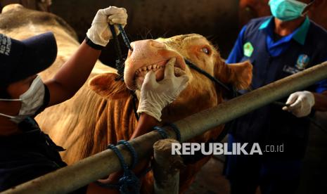 Petugas memeriksa kesehatan gigi dan mulut ternak sapi di sentra peternakan sapi Sumberingin Kidul, Tulungagung, Jawa Timur, Jumat (3/1/2025). 