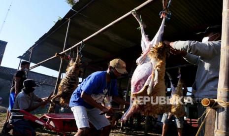 Panitian qurban menguliti hewan qurban di Sleman, Yogyakarta. Jika cacing hati terjadi di seluruh daging maka tidak boleh dikonsumsi dan dikubur.