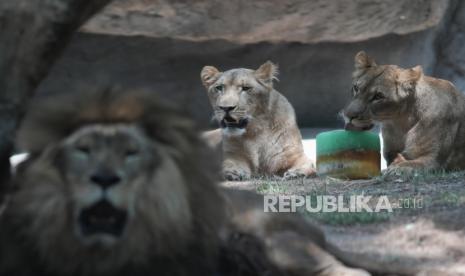 Meksiko memasang AC di kandang satwa dan memberikan es hingga makanan beku untuk menyelematkan hewan dari gelombang panas.  