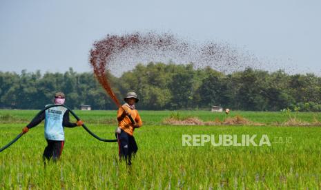 Pekerja menyemprotkan pupuk cair pada tanaman padi, (ilustrasi). Kementan memperkenalkan teknik biosaka agar petani mengurangi penggunaan pupuk kimia.