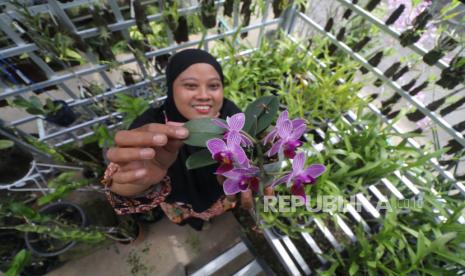 Tanaman anggrek (ilustrasi). Pada open house Balithi, Kementan memberikan hibah benih sumber tanaman hias antara lain anggrek.