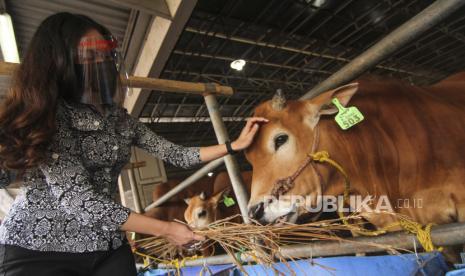 Ini Data Terakhir Kasus Covid-19 di Depok. Foto ilustrasi: Pramuniaga dengan masker dan alat pelindung di wajahnya memberi makan sapi yang dijual di Mall Hewan Kurban, Depok, Jawa Barat, Senin (20/7/2020). Tempat penjualan hewan kurban tersebut beroperasi dengan menerapkan protokol kesehatan untuk mencegah penyebaran COVID-19. 