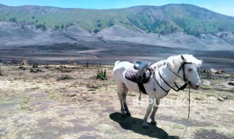 Kondisi kawasan wisata Gunung Bromo setelah mengalami kebakaran, Kamis (21/9/2023). 