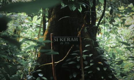 Pesona Hutan Cisangkal, Potensi Wisata Nenek Moyang yang Dilestarikan