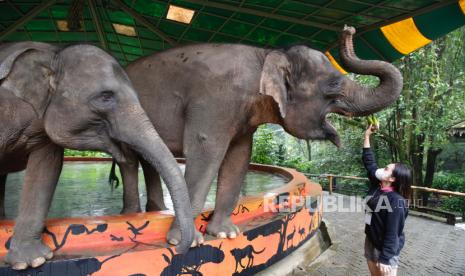 Seorang penjaga memberi makan gajah sumatera di Taman Safari Indonesia, Bogor, belum lama ini. 