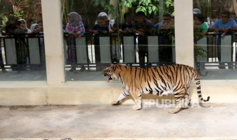 Ilustrasi harimau.