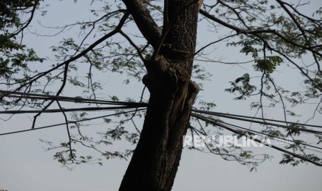 Kabel jaringan utilitas yang disangkutkan ke pohon di kawasan Palmerah, Jakarta Barat, Jumat (4/8/2023). Keberadaan kabel jaringan utilitas yang semrawut di Jakarta tersebuf mengganggu keindahan estetika kota serta dapat membahayakan keselamatan pejalan kaki maupun pengendara yang melintas.