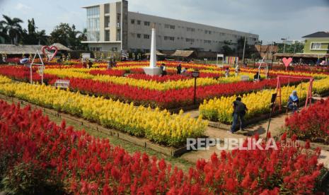 Sejumlah warga berkunjung ke Taman Bunga Celosia di Palembang, Sumatera Selatan, Ahad (28/3/2021). Wisata taman bunga di pinggiran Kota Palembang yang menyediakan titik-titik menarik untuk berfoto tersebut menjadi alternatif wisata bagi warga sekitar. 