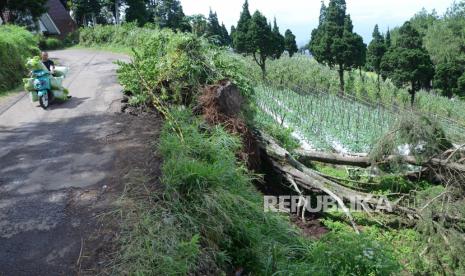 Warga melewati pohon tumbang akibat angin kencang, di Jalan Bukit Maribaya, Kecamatan Lembang, Kabupaten Bandung Barat. Angin yang cukup kencang akibat cuaca ekstrem akhir-akhir ini menyebabkan banyak pohon tumbang dan warga dihimbau tetap waspada.