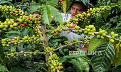 Petani merawat buah kopi jelang masa panen di perkebunan kopi Desa Jabal Antara, Aceh Utara, Aceh, Ahad (20/9/2020). Menteri Koperasi dan Usaha Kecil Menengah (UKM) Teten Masduki menyatakan pemerintah kini tengah berupaya melakukan berbagai cara agar pertumbuhan ekonomi pada kuartal III (Q3) tahun ini tidak negatif. Dengan begitu, perekonomian tidak masuk jurang resesi. 