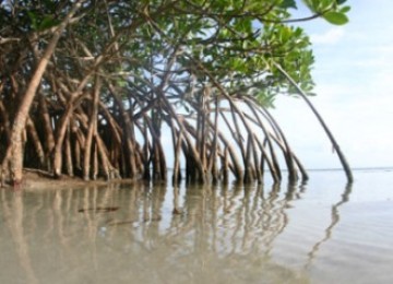 Mangrove forrest (illustration)