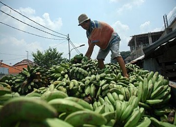 Komoditas pisang