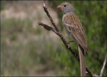 Pipit langka ini secara keseluruhan mirip dengan burung pipit biasa, meski memiliki bulu dan suara unik, kicauannya hanya berlangsung antara dua dan tiga detik. 