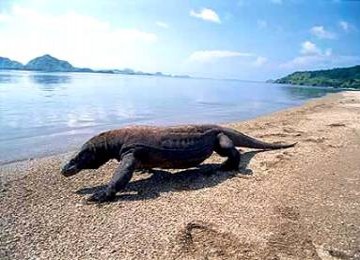 Komodo