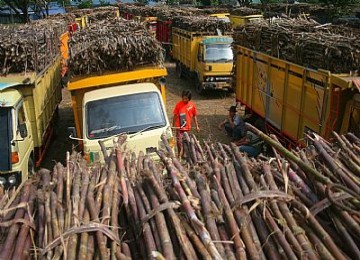 Tebu siap digiling di pabrik